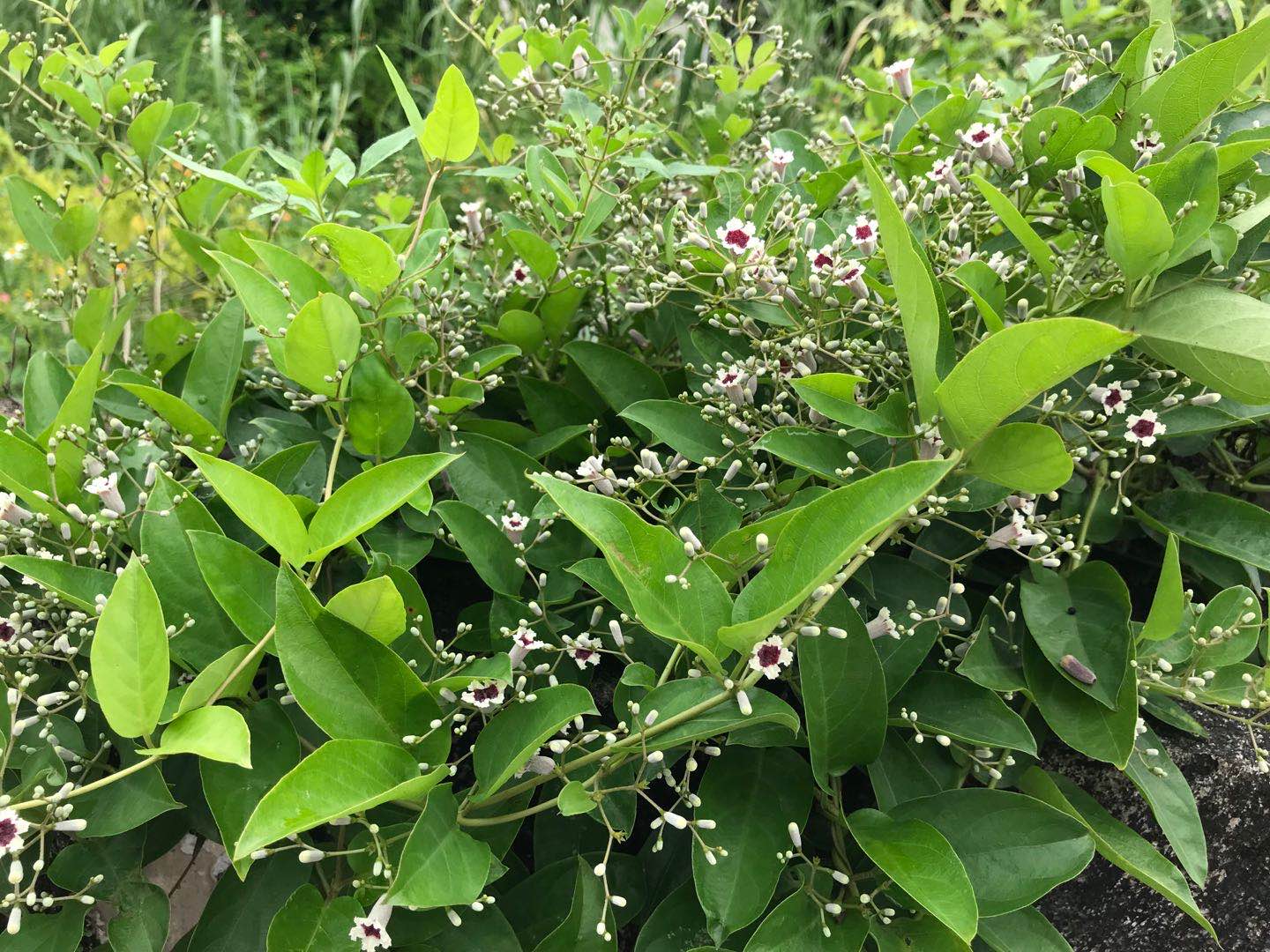 （鸡屎藤全草入药，有祛风活血、止痛消肿、抗结核功效。）