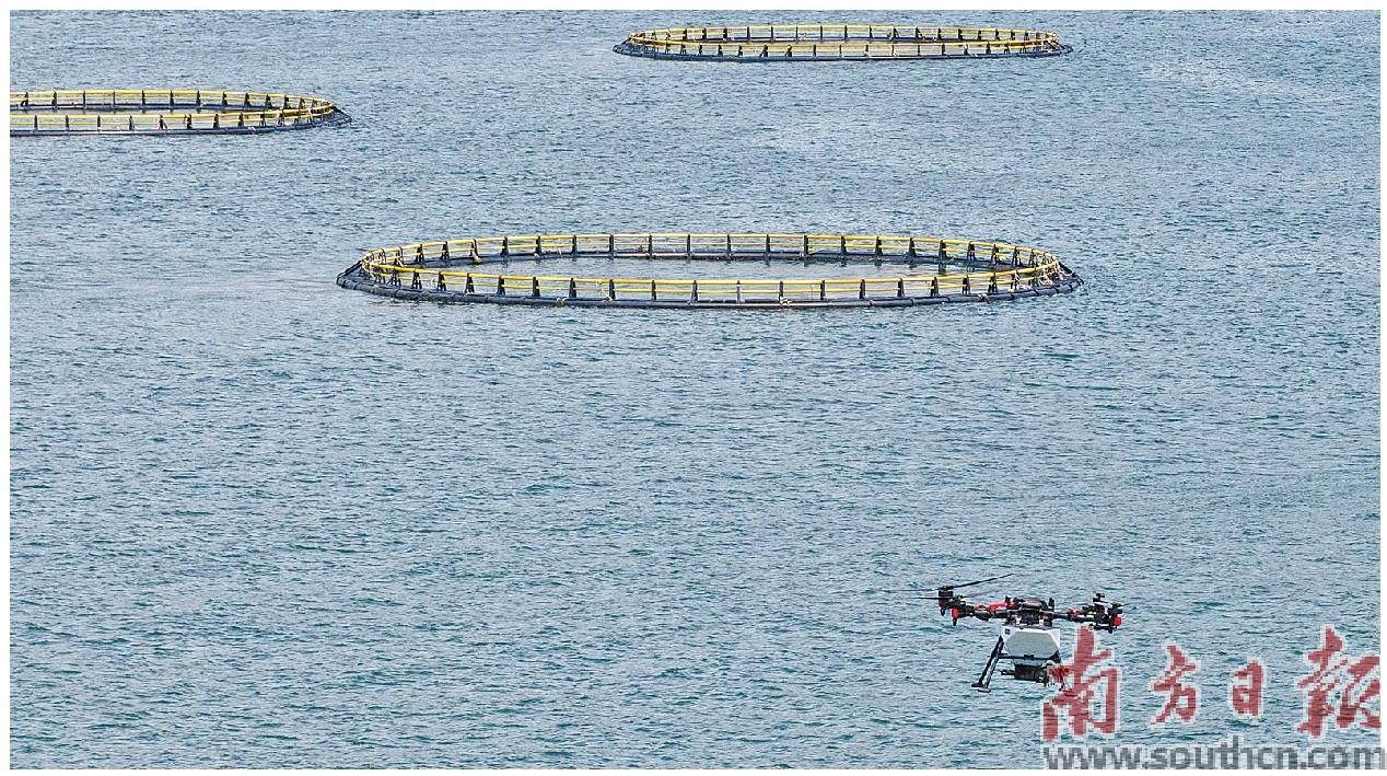 广东珠海，无人机在桂山岛附近海域测试向重力式网箱中投喂饲料。