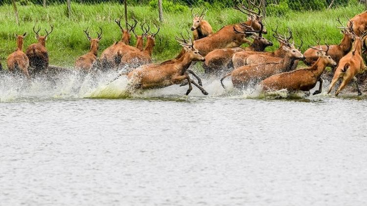 Endangered milu deer thrive in China reserve as population tops 8,000