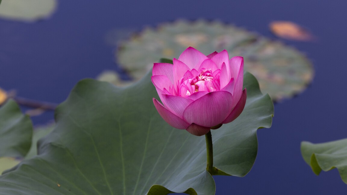 InPics | Blooming lotus flowers grace Guangzhou's park