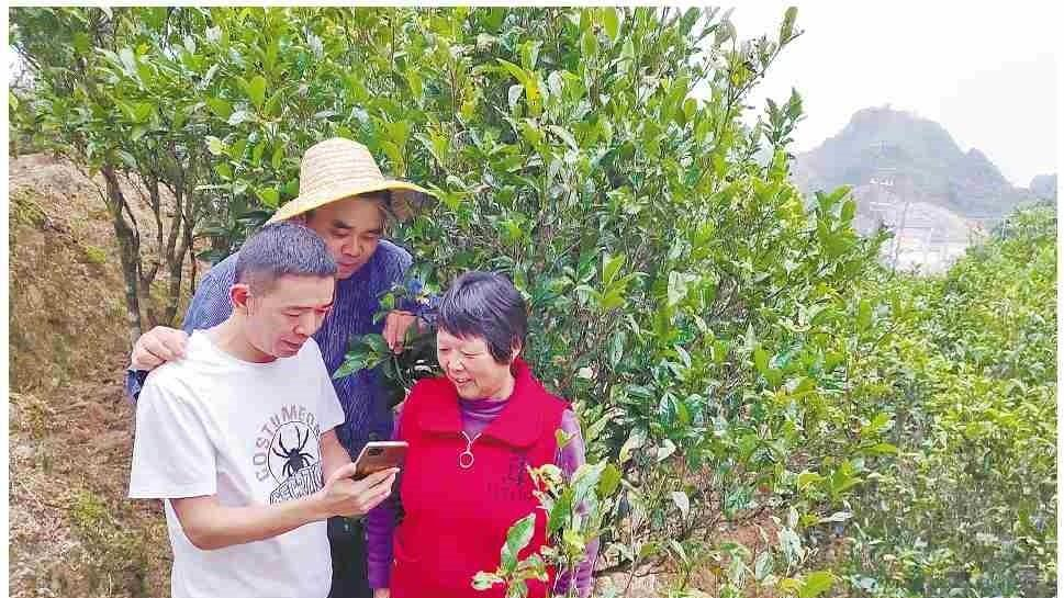 潮州凤凰镇“凤凰山茶旅走廊”：以“一片叶子”富一方百姓