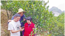 潮州凤凰镇“凤凰山茶旅走廊”:以“一片叶子”富一方百姓 潮州凤凰镇“凤凰山茶旅走廊”:以“一片叶子”富一方百姓