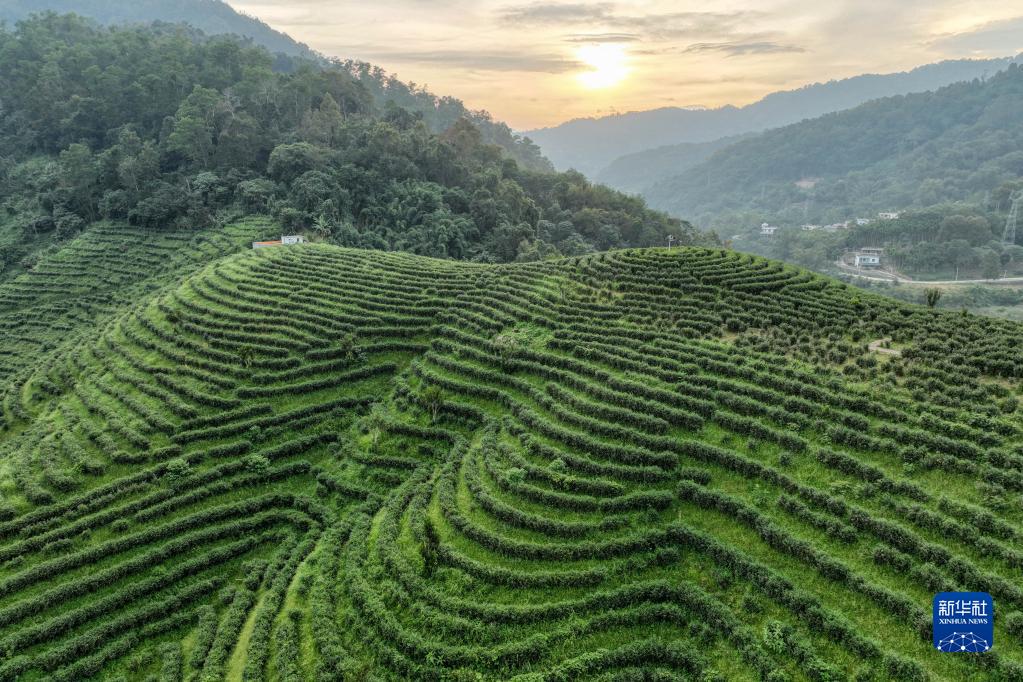 这是10月17日拍摄的海南省五指山市水满乡的茶园(无人机照片)。新华社记者 张丽芸 摄