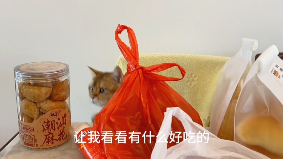 新春走基层｜潮汕小猫过大年