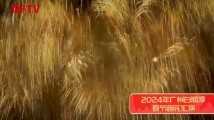时隔12年回归,广州春节烟花美爆了 时隔12年回归,广州春节烟花美爆了
