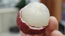 11月下旬吃到新鲜的广东荔枝,有什么科技与狠活?据说与冻卵的原理一样…… 11月下旬吃到新鲜的广东荔枝,有什么科技与狠活?据说与冻卵的原理一样……