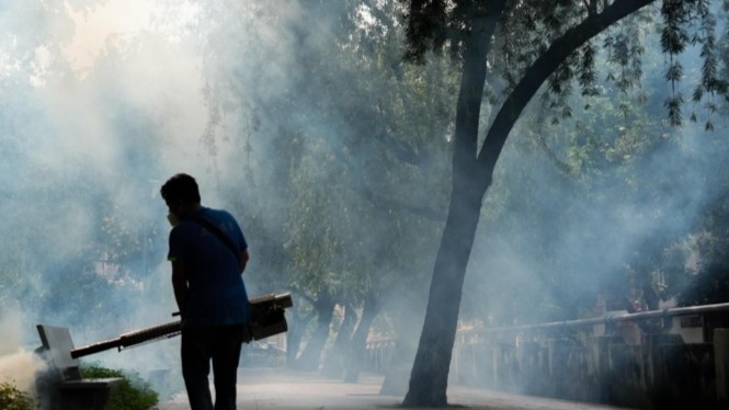 最新通报！广东基孔肯雅热本地病例均为轻症，专家解读→