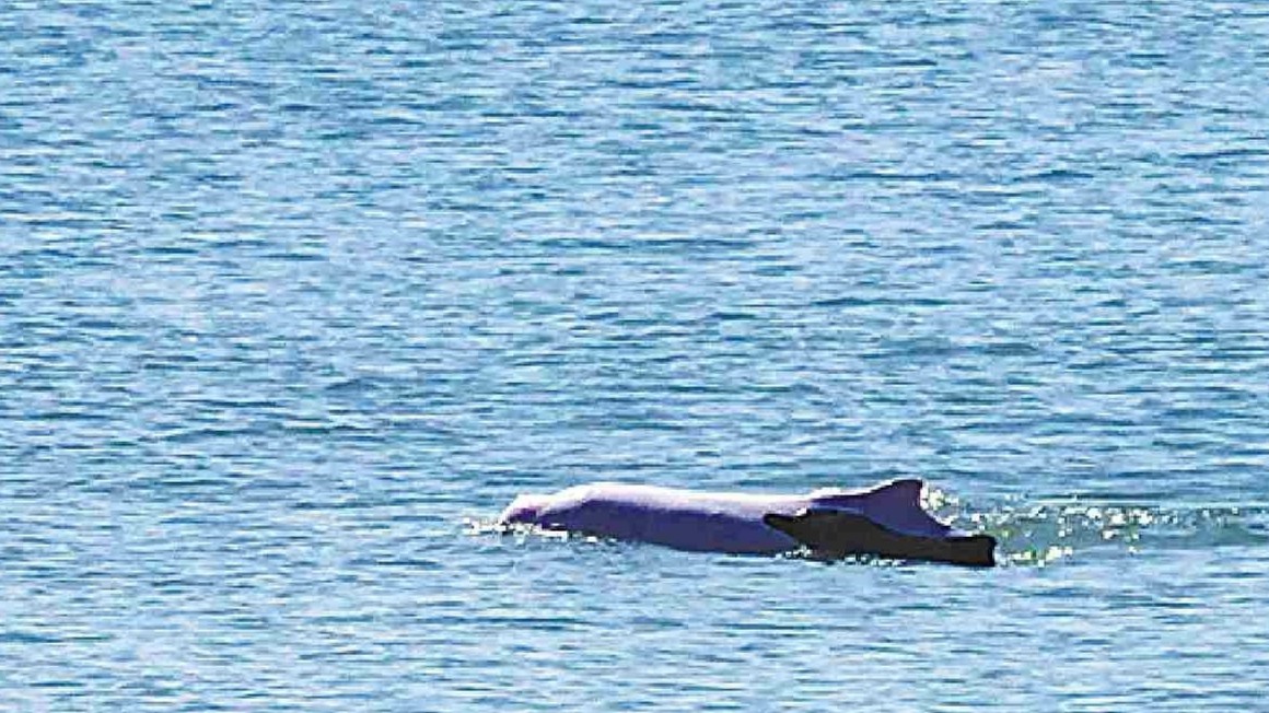 湛江东海岛龙海天沙滩附近 邂逅中华白海豚携幼崽同游