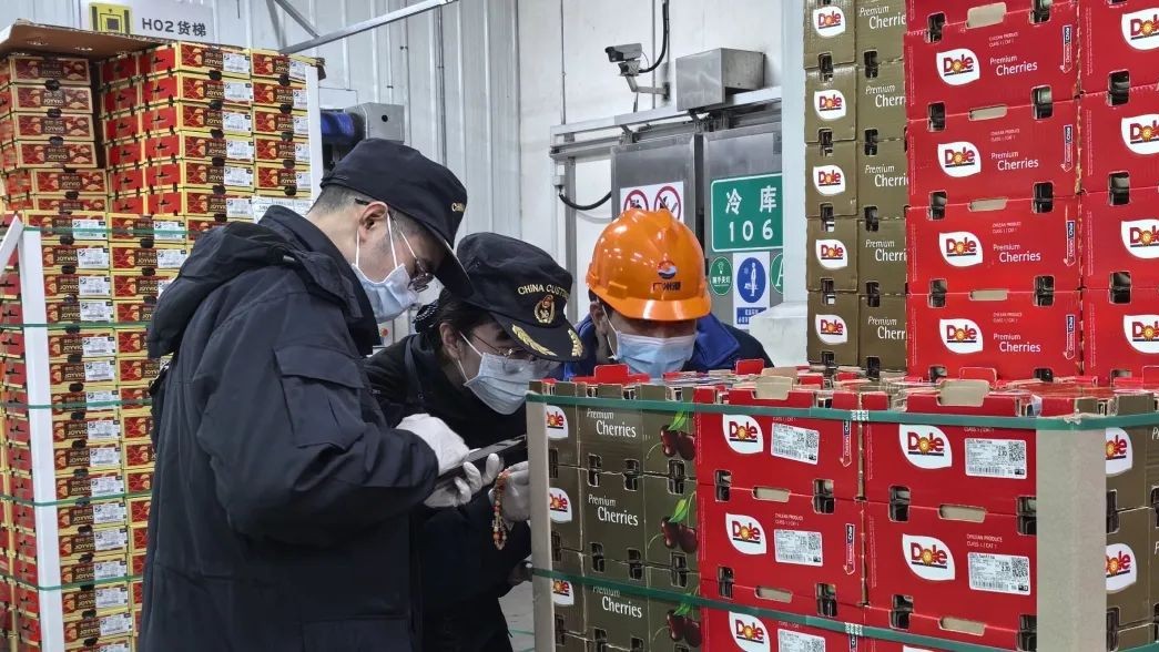 80,000 tons of Chilean cherries to be distributed from GZ's Nansha