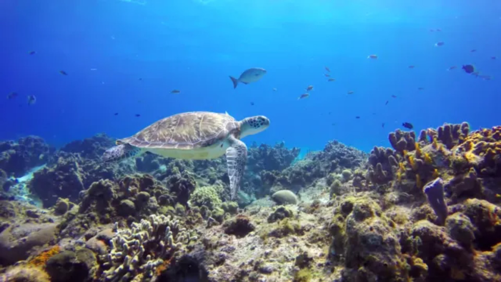 Shantou Nanpeng Nature Reserve sees 146 new marine species in three years