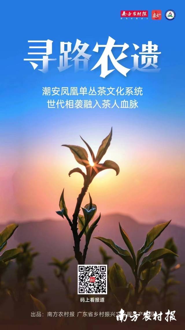 南方农村报 陈志深 拍摄