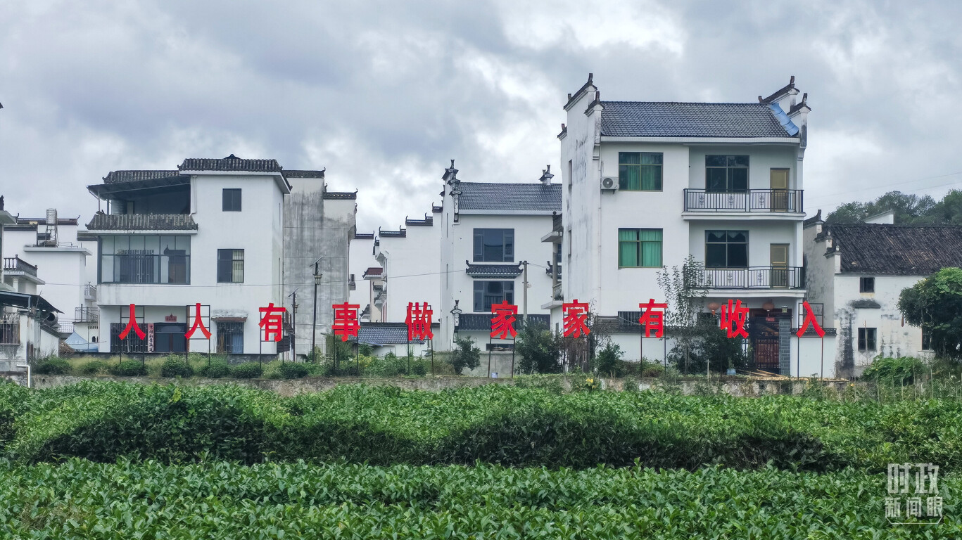 石门村村民种植的茶叶。（总台央视记者贾林拍摄）