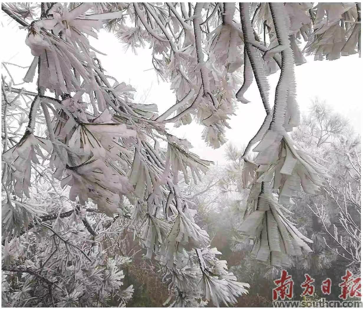 冰凌垂坠枝头，如玉似银，静静装点着山间。邓景元 摄