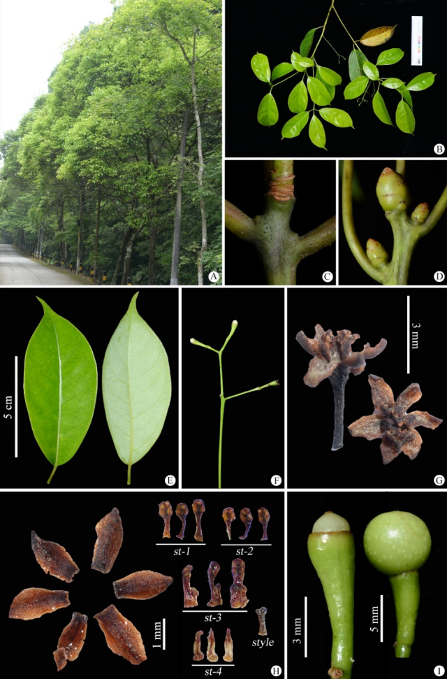 黄樟的野外照片(广东曲江,广东莲桂的模式产地) 受访者 供图 黄樟的野外照片(广东曲江,广东莲桂的模式产地) 受访者 供图