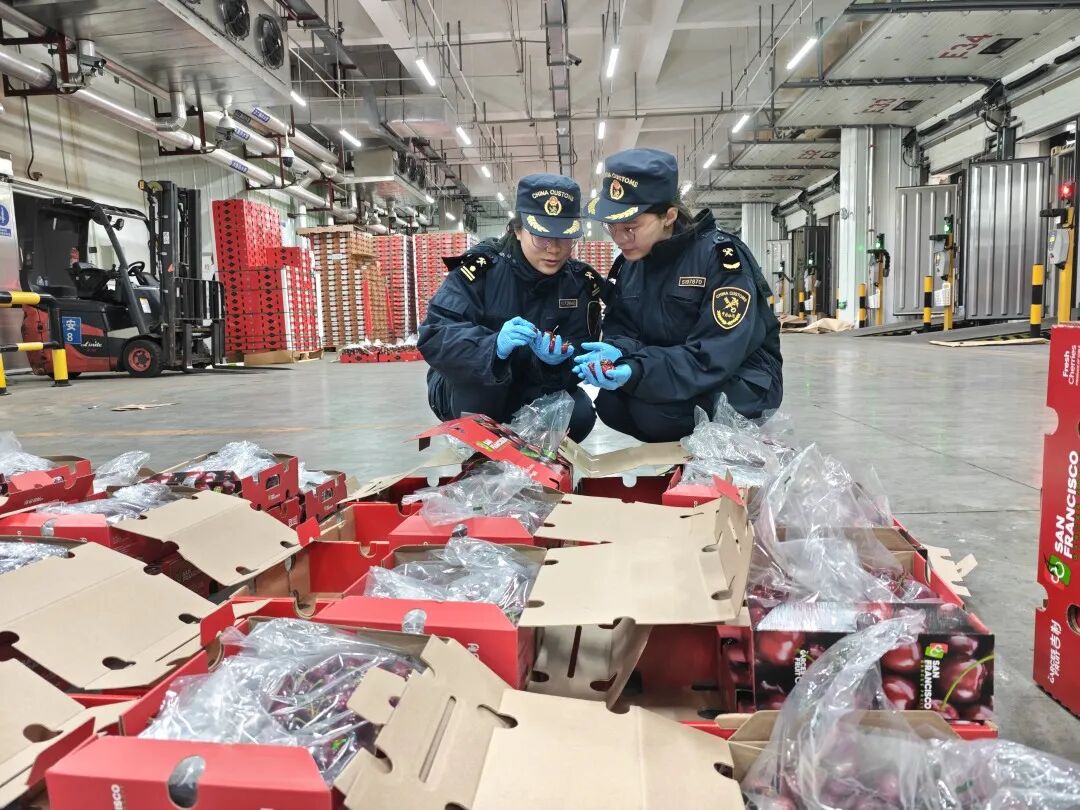 图为:广州海关所属南沙海关对广州南沙口岸2026年首批进口车厘子进行监管2 广州海关所属南沙海关对广州南沙口岸2026年首批进口车厘子进行监管