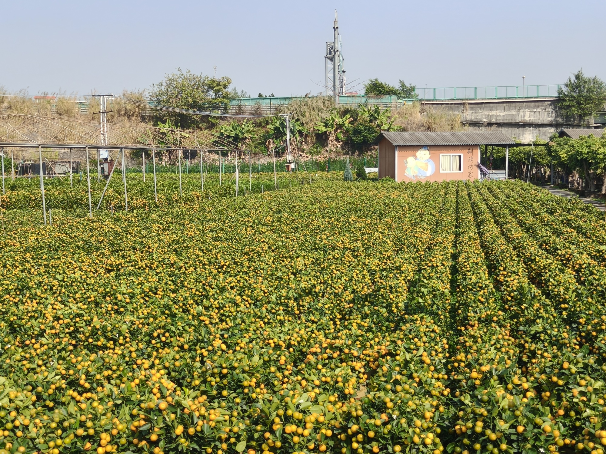 顺德陈村年桔基地(央广网发 梁钜东供图)