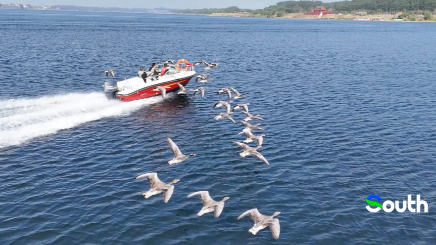 Maoming launches "Goose Encounter" project for immersive ecological experiences