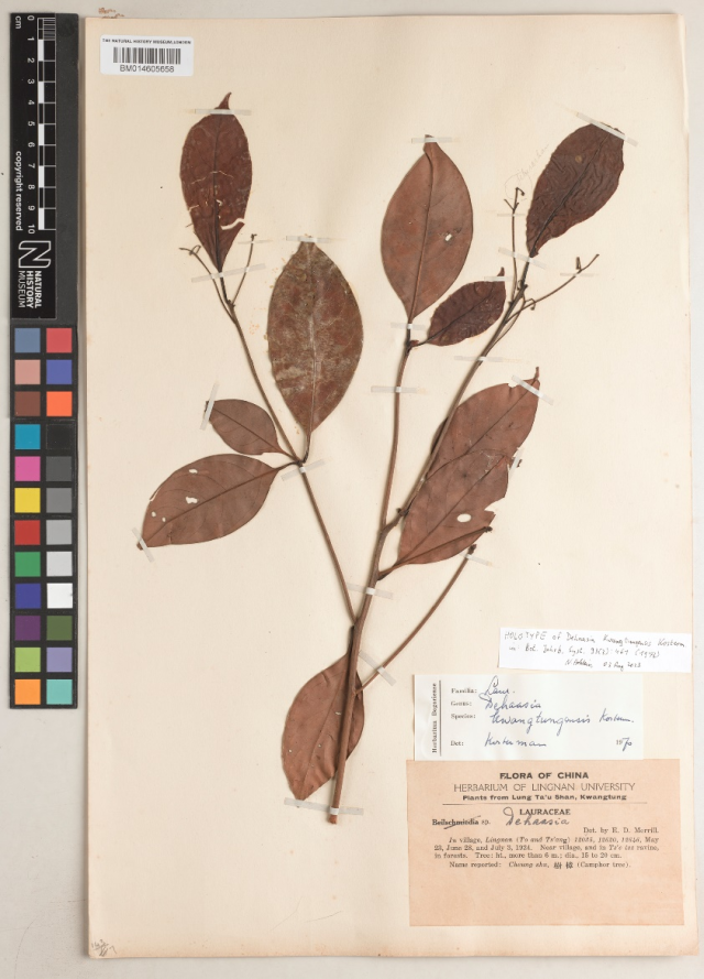 广东莲桂的主模式标本 受访者 供图 广东莲桂的主模式标本 受访者 供图