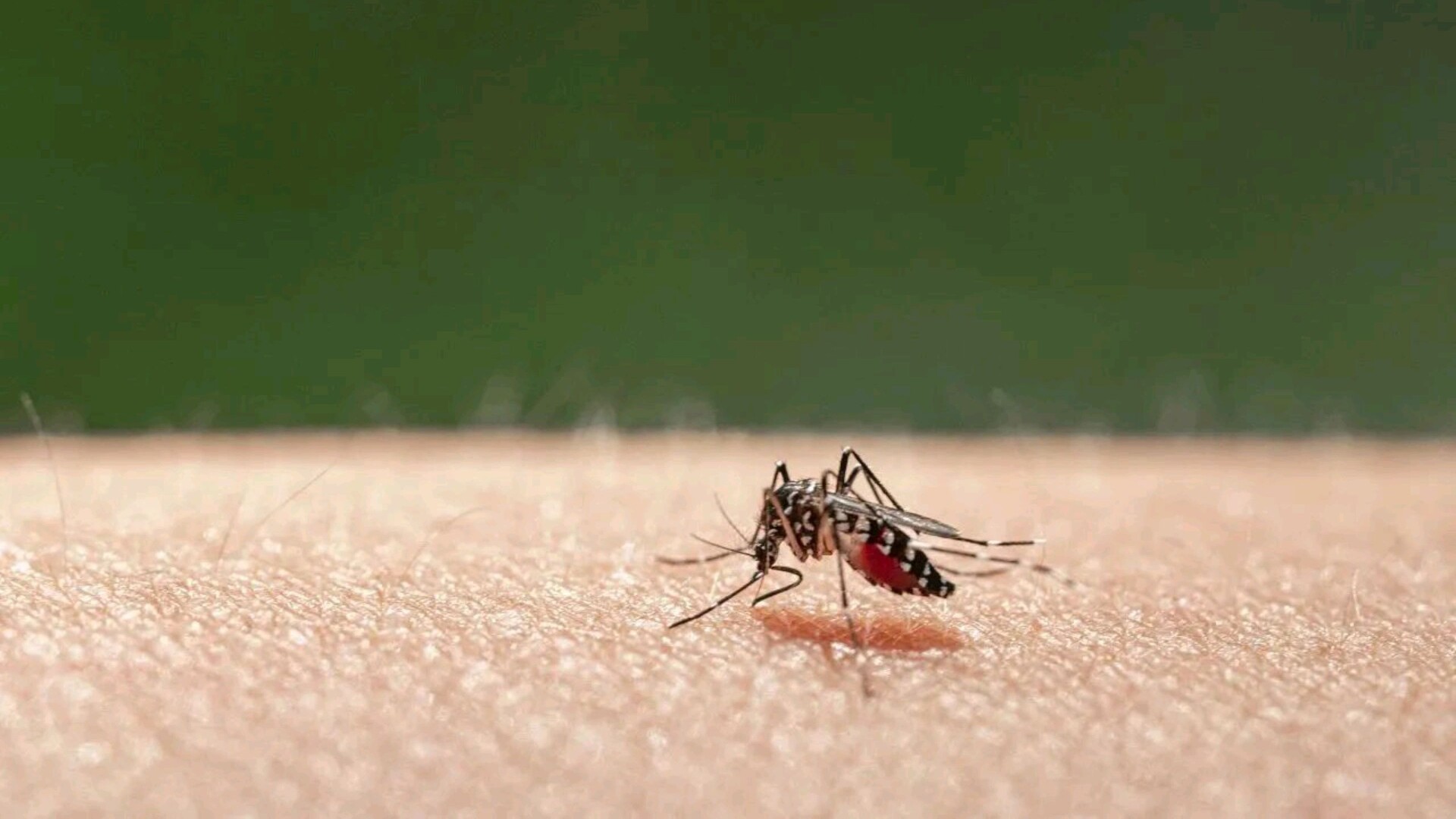 WHO urges action! Chikungunya prevention guide