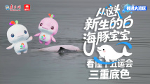 从这头新生的白海豚宝宝,看懂十五运会三重底色 从这头新生的白海豚宝宝,看懂十五运会三重底色