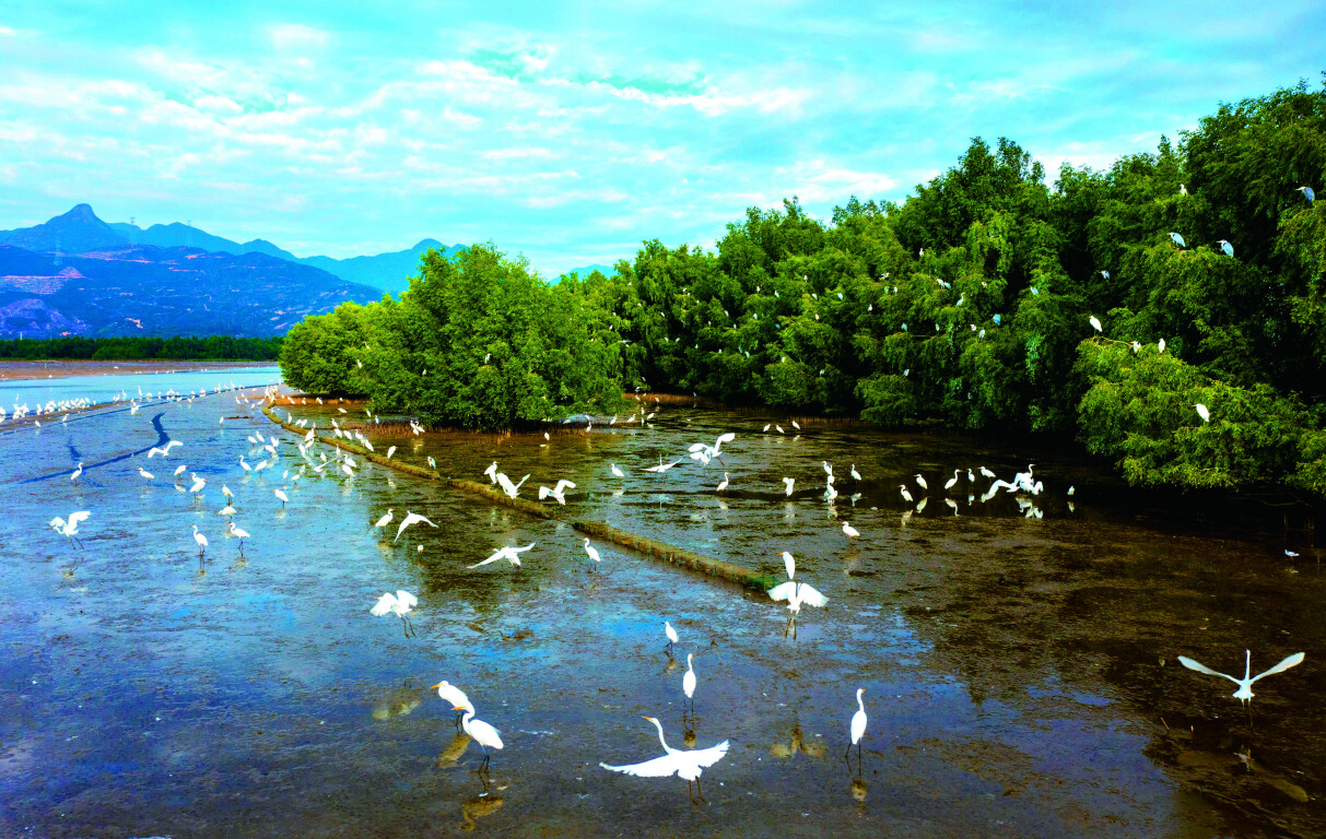 首先在该国排名！广东的红树林地区继续扩大