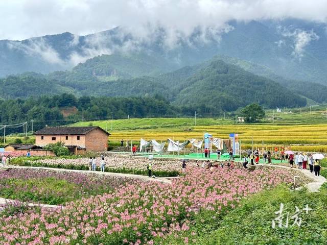 石坪村的花海与稻田。