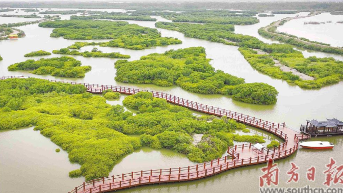 湛江市麻章区牢记总书记嘱托 推进湖光镇金牛岛片区红树林营造修复