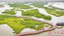 湛江市麻章区牢记总书记嘱托 推进湖光镇金牛岛片区红树林营造修复 湛江市麻章区牢记总书记嘱托 推进湖光镇金牛岛片区红树林营造修复