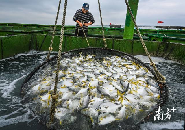 位于徐闻县西连镇的“海洋牧场”，工人正在收获金鲳鱼。 南方日报记者 肖雄 通讯员 张锋锋 摄