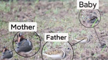 Pupils spot new bird species in Guangzhou's Haizhu Wetland Pupils spot new bird species in Guangzhou's Haizhu Wetland