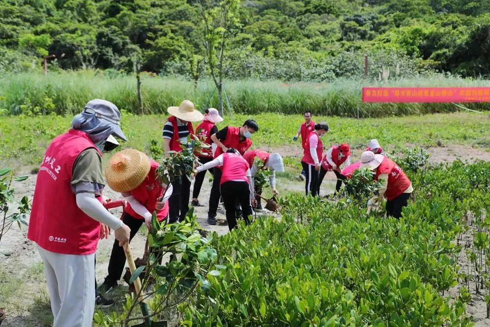 法院组织志愿者在大鹏新区东涌红树林湿地公园种植红树苗