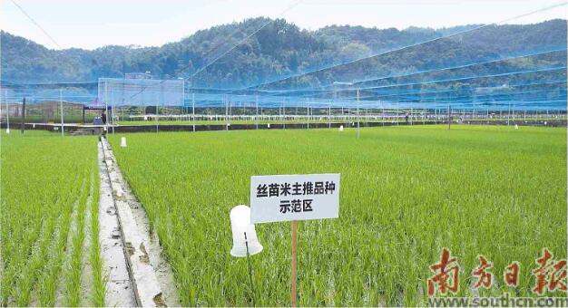  在连山农业科学研究院种植基地，丝苗米主推品种示范区绿意盎然。鼓起南方日报记者 张冠军 摄