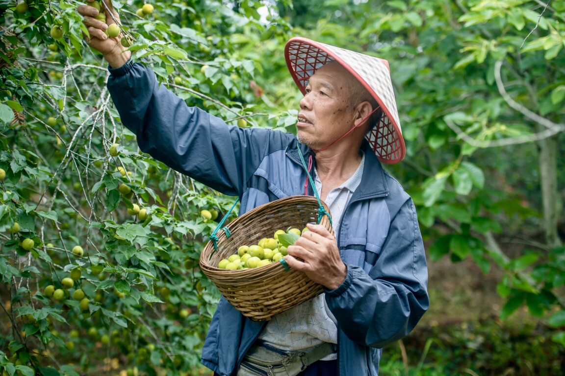 郁南建城：千亩青梅迎夏来