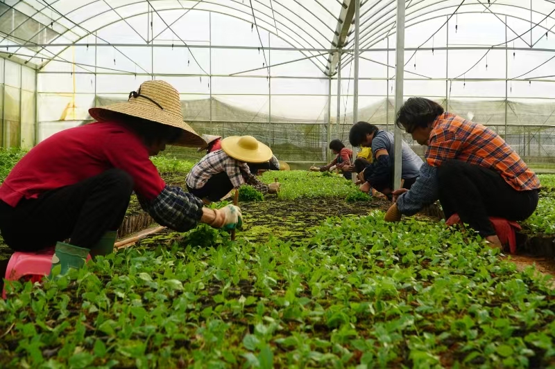 聚焦“百千万工程”丨云浮中医药全产业链产值破百亿 南药“金名片”效用凸显