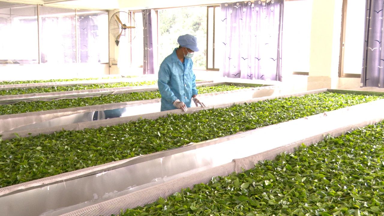 镇能量丨“茶”韵飘香！郁南县千官镇320亩有机茶园迎来采摘季
