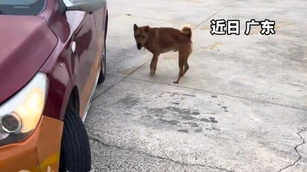 驾校大黄狗“指导”学员练车，网友：都不好意思说科目二谁教的