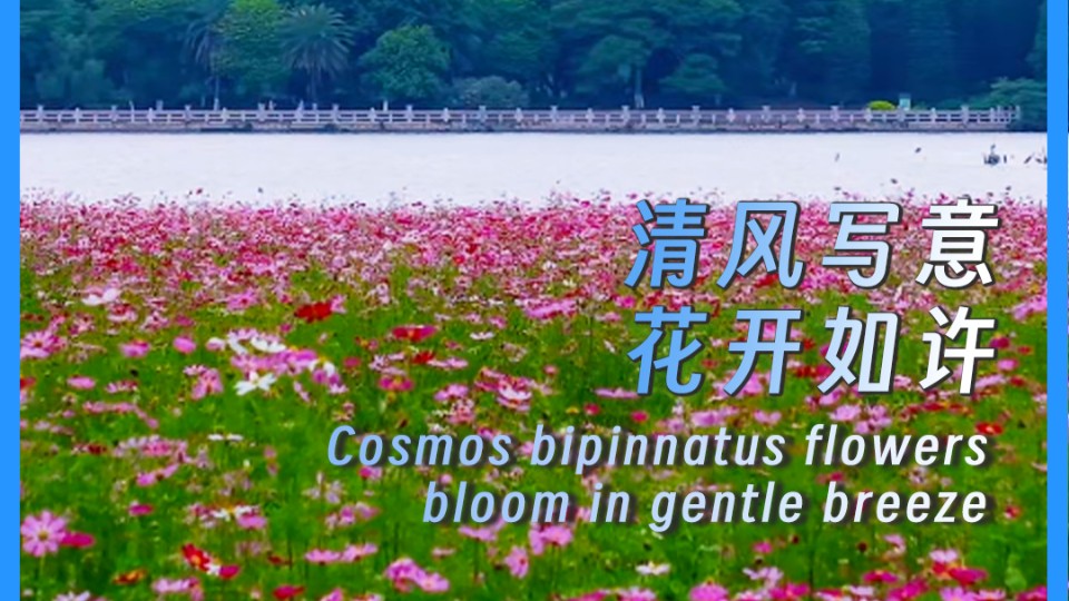 ​Cosmos bipinnatus flowers bloom in gentle breeze