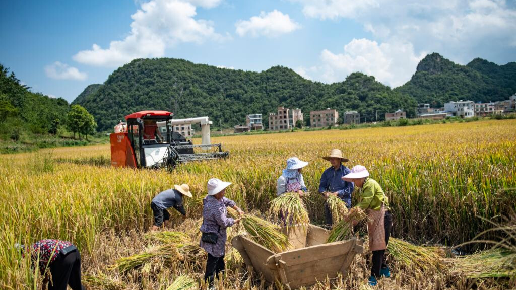 In pics: autumn harvest across China