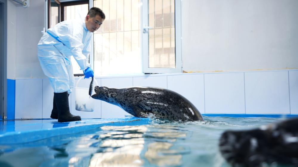 Chinese research fellow dedicated to spotted seals rescue