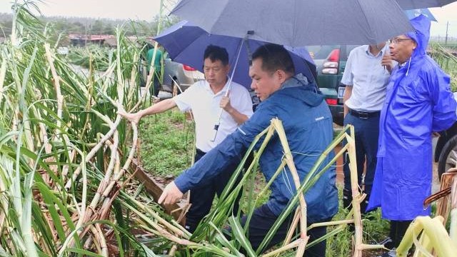 湛江农垦集团迅速行动，全力投入救灾复产等工作