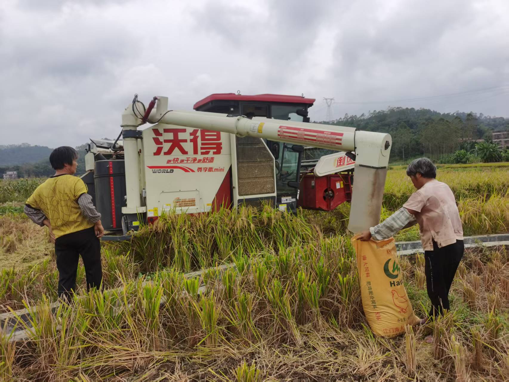 云安区6.5万亩水稻迎秋收 机械化助力颗粒归仓