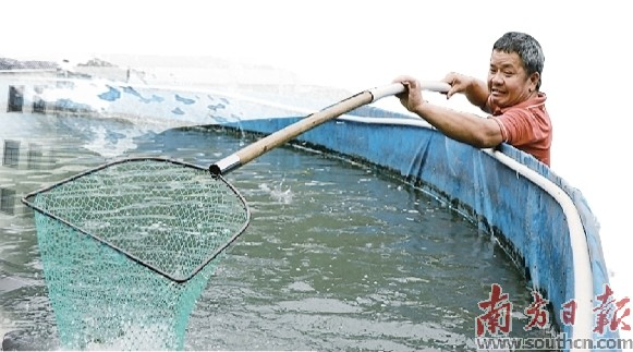 通过党建引领破局,梅州大埔县枫朗镇墩背村发展水产养殖产业。 受访者供图