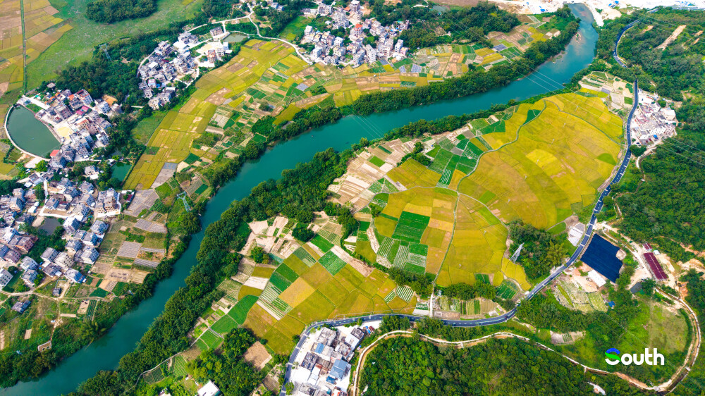 Maoming's Dianbai accelerates late rice harvesting 