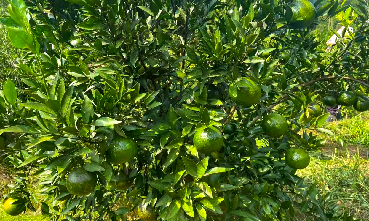 罗定市泗纶镇小柑果变身乡村振兴“金钥匙”