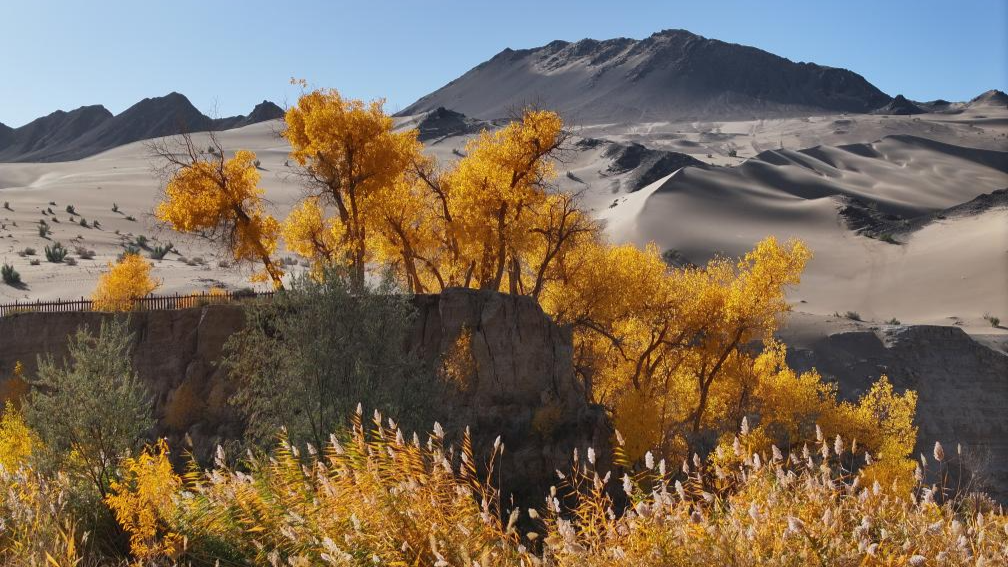 Autumn scenery across China