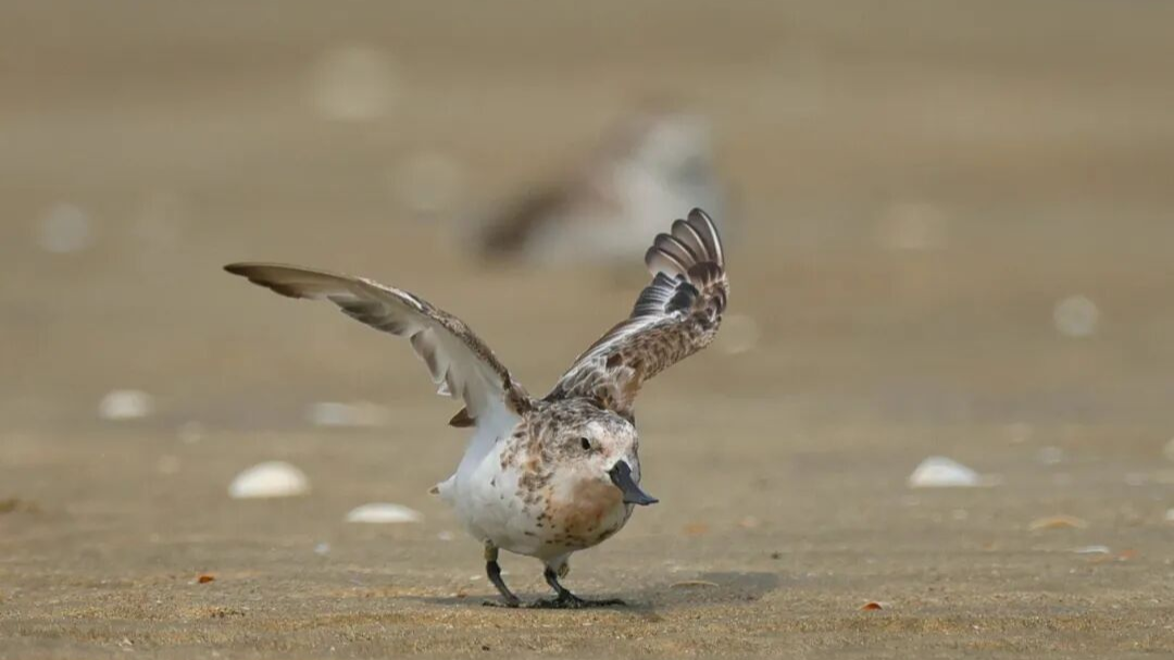 Spoon-billed sandpipers spotted early in Yangjiang during autumn migration