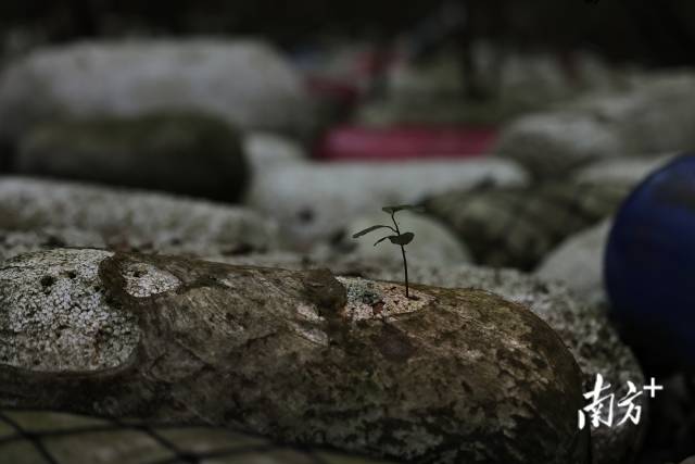 2024年12月12日,培隆沙滩旁的红树林,海漂垃圾侵袭红树林地盘,一棵小树苗在海漂垃圾上扎根生长。 2024年12月12日,培隆沙滩旁的红树林,海漂垃圾侵袭红树林地盘,一棵小树苗在海漂垃圾上扎根生长。