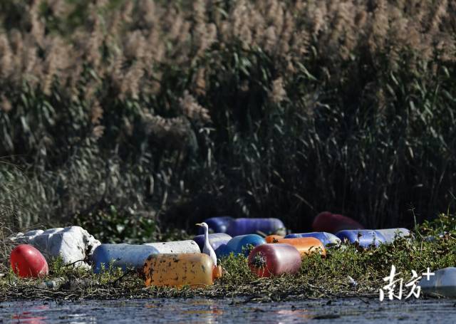 2024年12月13日,在培隆沙滩附近,一只牛背鹭在海漂垃圾堆中张望。 2024年12月13日,在培隆沙滩附近,一只牛背鹭在海漂垃圾堆中张望。