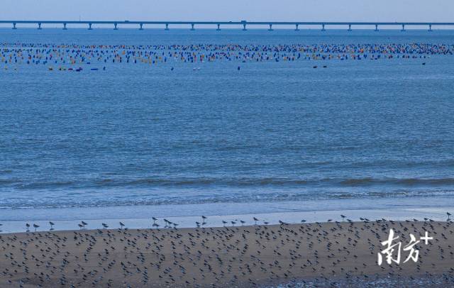 2023年11月29日,在培隆沙滩对出2公里外的海域,生蚝养殖户利用彩色塑料浮球养殖生蚝。 2023年11月29日,在培隆沙滩对出2公里外的海域,生蚝养殖户利用彩色塑料浮球养殖生蚝。