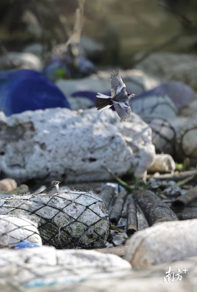 2024年12月13日,培隆沙滩旁的红树林,一只白鹡鸰穿梭于海漂垃圾中。 2024年12月13日,培隆沙滩旁的红树林,一只白鹡鸰穿梭于海漂垃圾中。